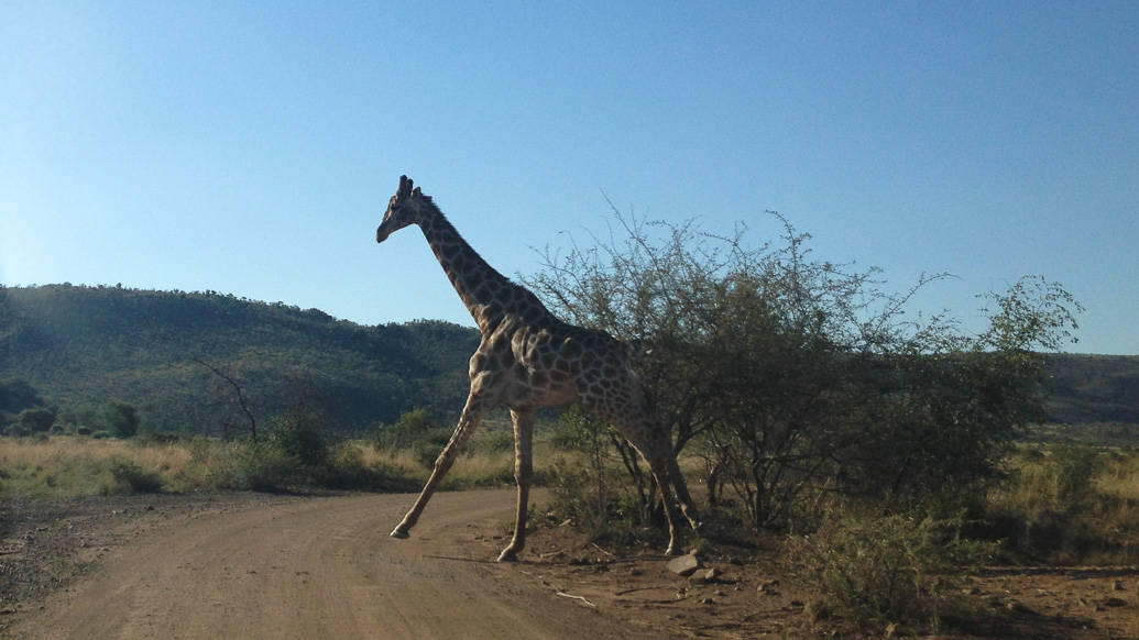 PIlanesberg Park: a melhor opção de safári perto de Joanesburgo