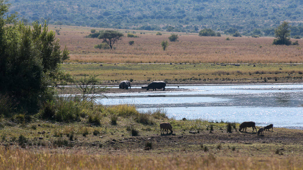 PIlanesberg Park: a melhor opção de safári perto de Joanesburgo