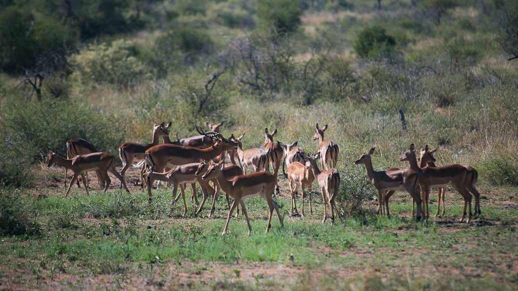 PIlanesberg Park: a melhor opção de safári perto de Joanesburgo