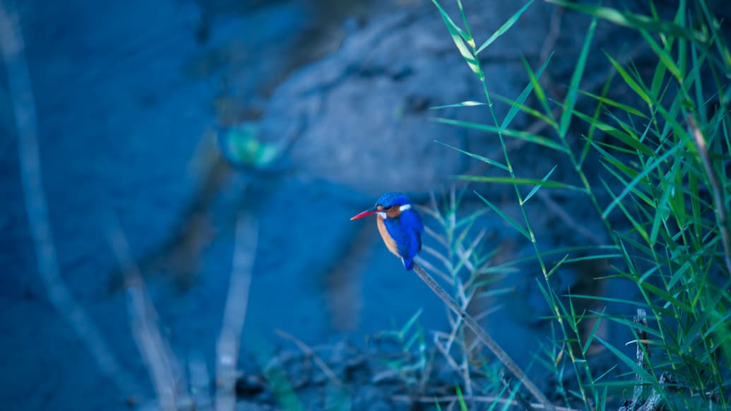 PIlanesberg Park: a melhor opção de safári perto de Joanesburgo