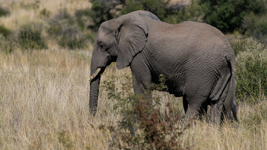 PIlanesberg Park: a melhor opção de safári perto de Joanesburgo