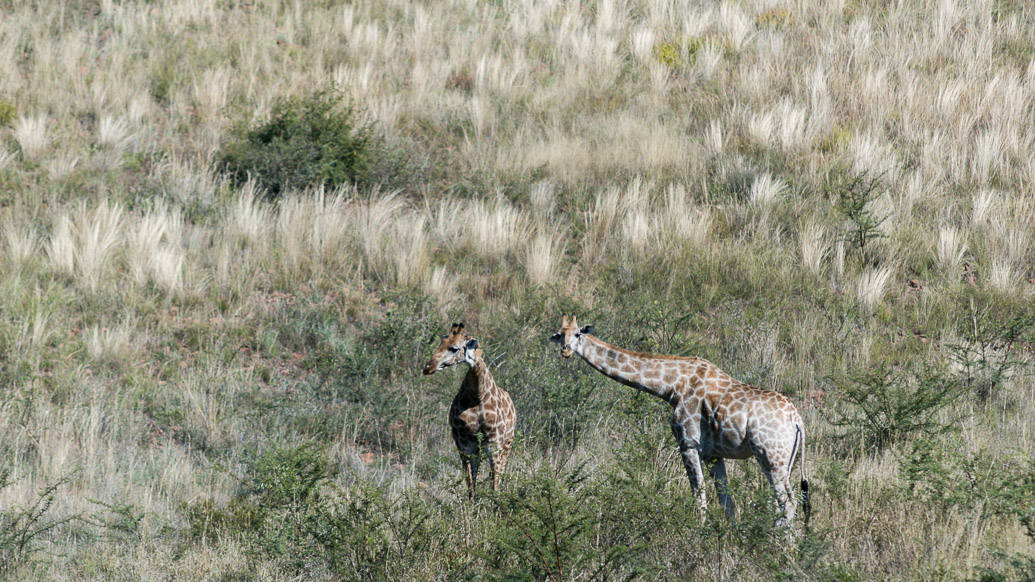 PIlanesberg Park: a melhor opção de safári perto de Joanesburgo