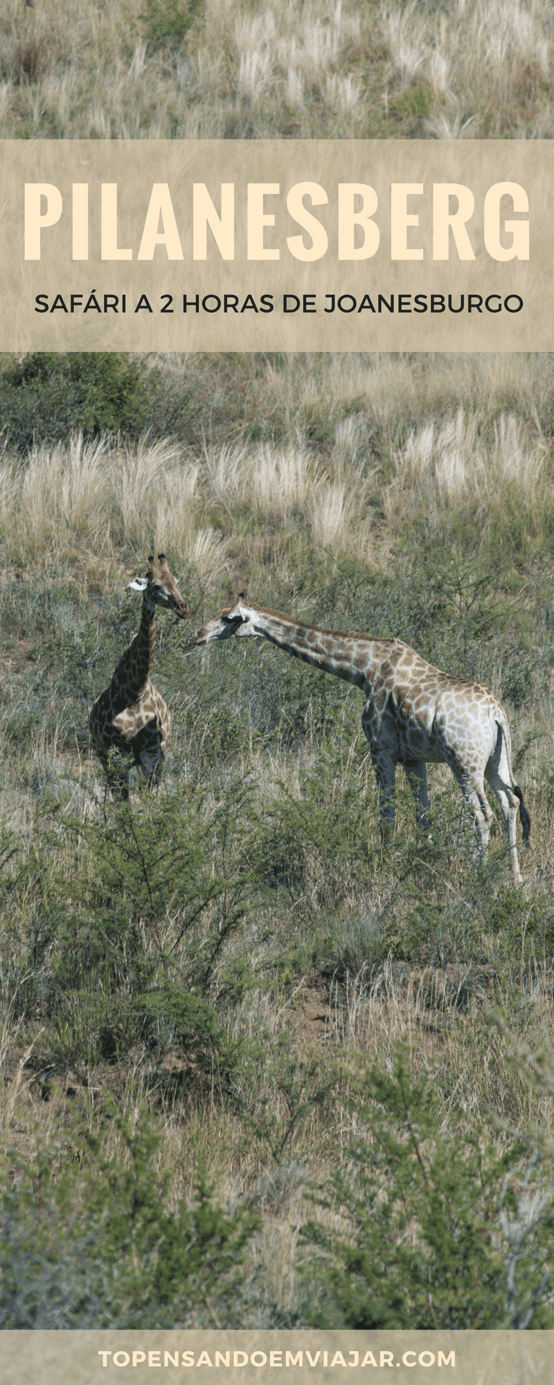 Girafas no PIlanesberg Park: a melhor opção de safári perto de Joanesburgo