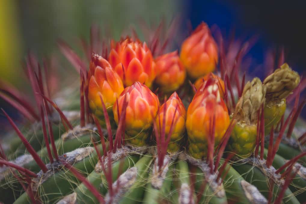 Visita ao Jardim de Majorelle