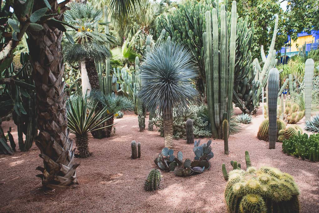 Jardim de Majorelle