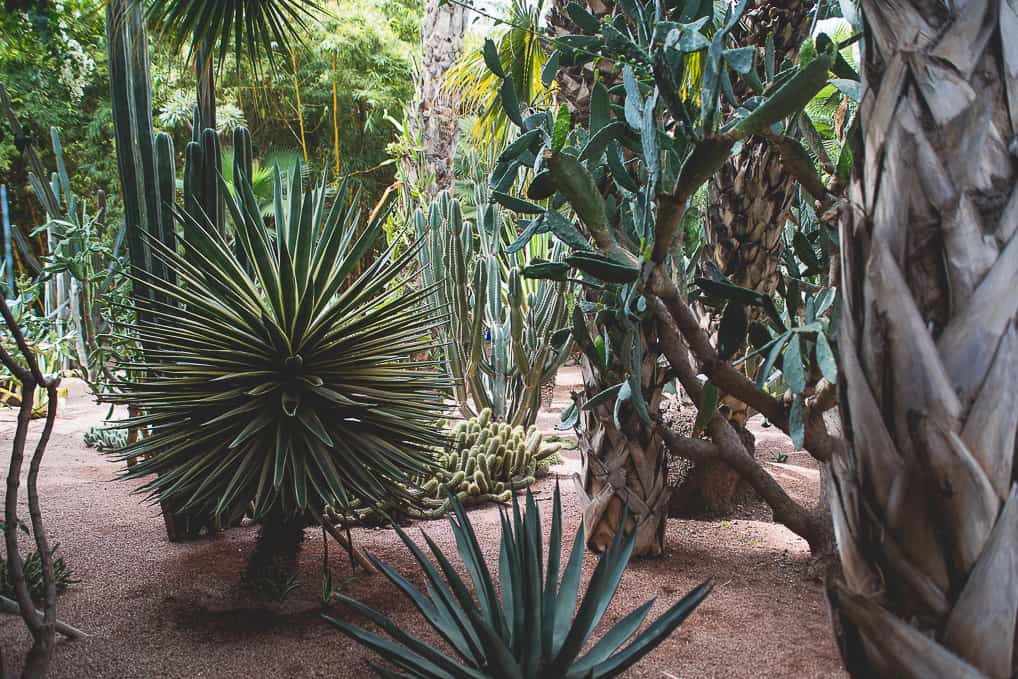 Visita ao Jardim de Majorelle