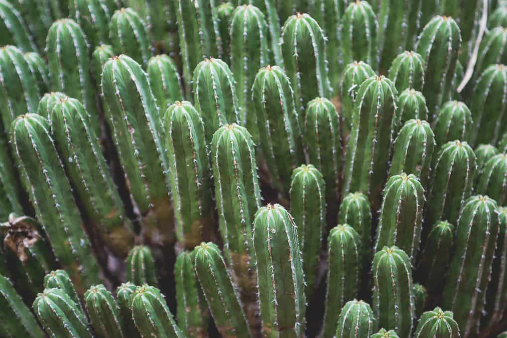 Visita ao Jardim de Majorelle