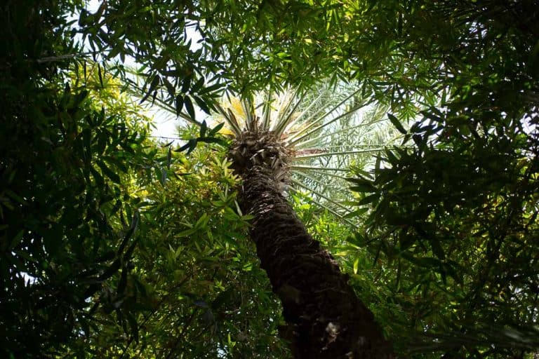 Visita ao Jardim de Majorelle em Marrakech