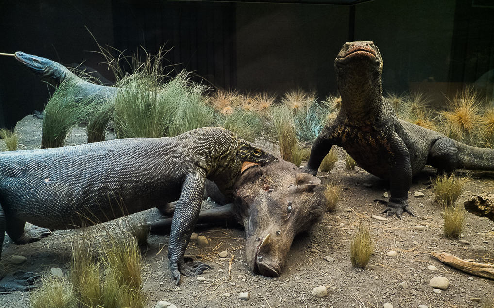 Uma Noite no Museu de História Natural em Nova York