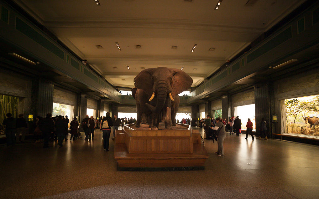 Uma Noite no Museu de História Natural em Nova York