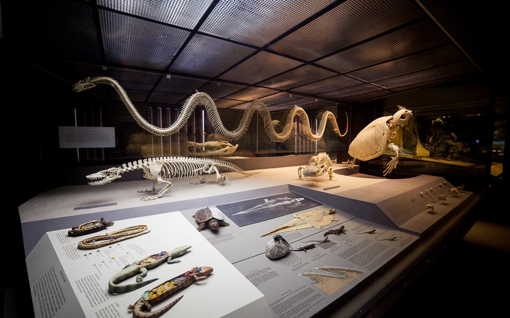 Uma Noite no Museu de História Natural em Nova York