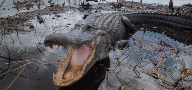 Voando pelo Everglades em um airboat