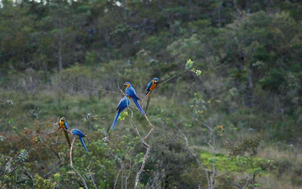 chapada-dos-veadeiros-araras