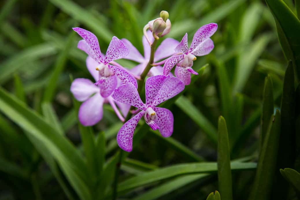bangkok-thonburi-orchid-farm-02