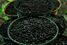 belem-para-feira-do-acai-3