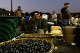 belem-para-feira-do-acai-4