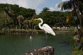 belem-para-mangal-das-garca-s-2