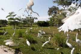 belem-para-mangal-das-garca-s-4