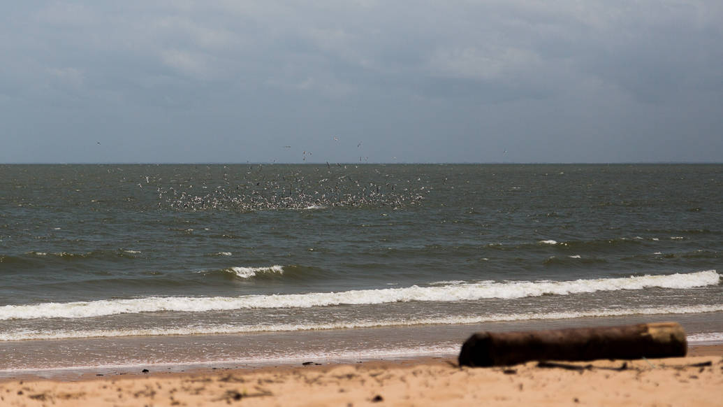 Praia de Joanes na Ilha do Marajó