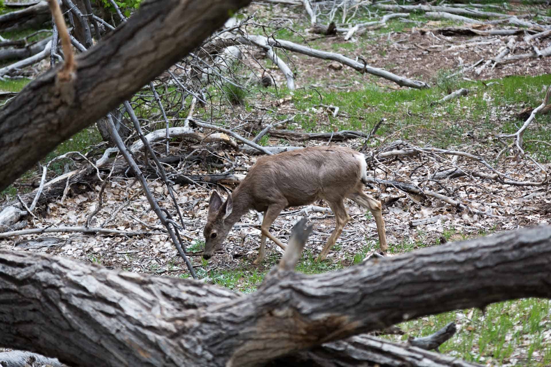 Roteiro de viagem de 2 dias no Zion National Park, em Utah