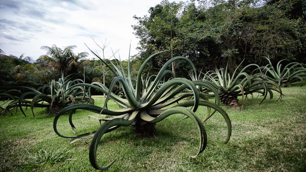 inhotim-jardim-agave-polvo