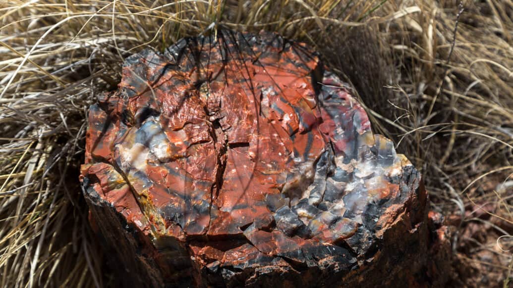 Petrified Forest National Park