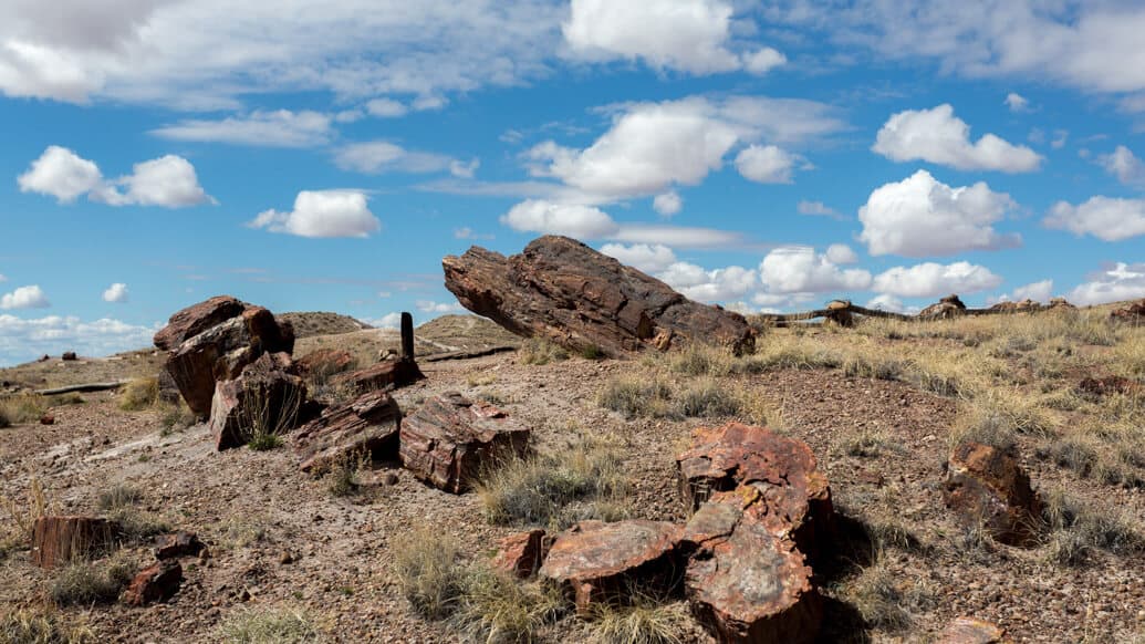 Petrified Forest National Park