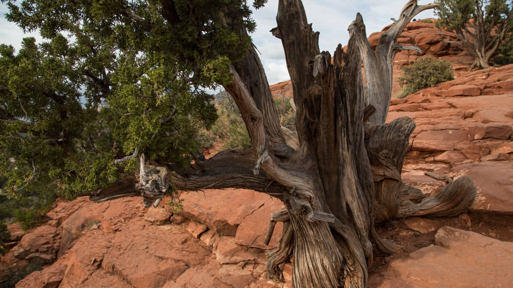 Juniper Trees em Sedona