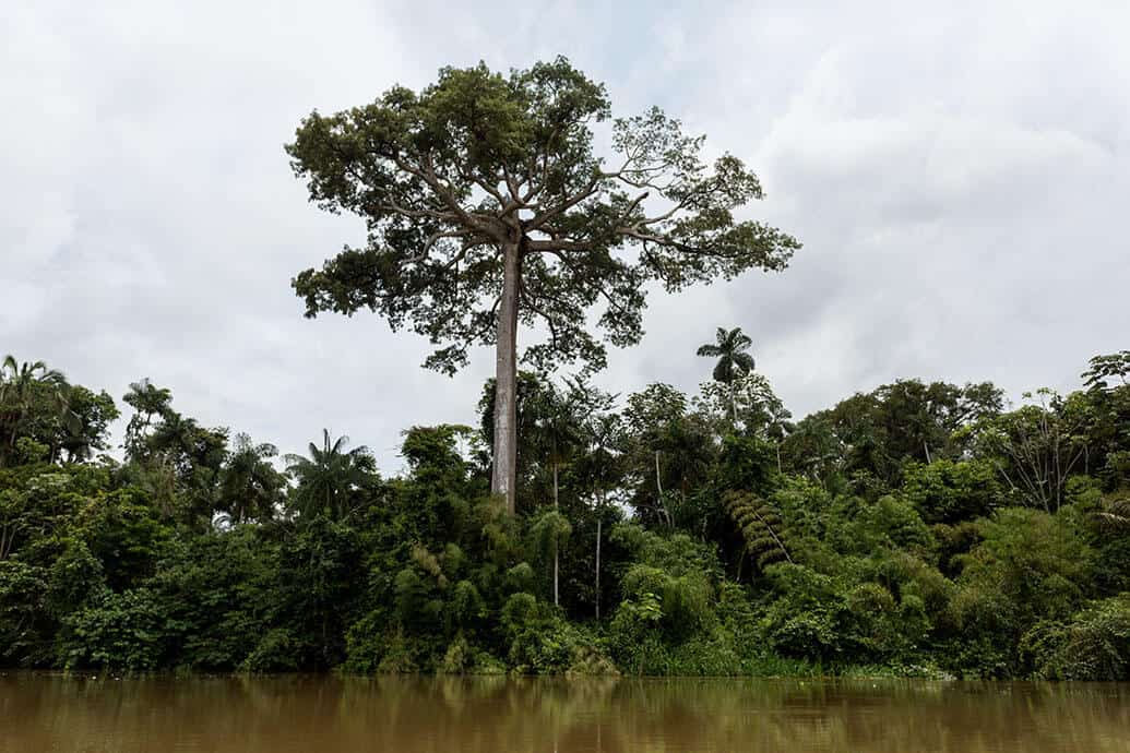 amazônia