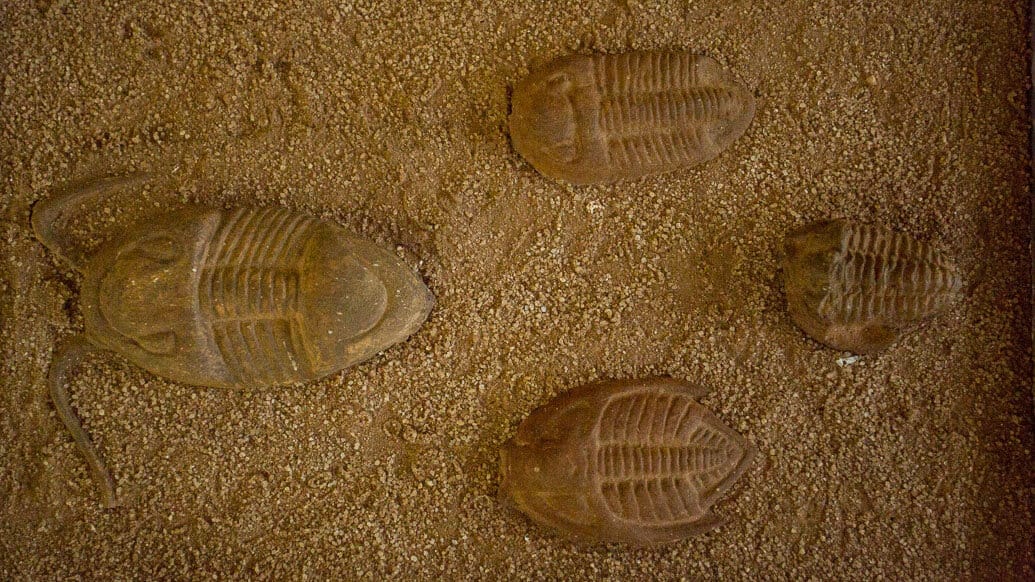 Trilobitas no Museu de História Natural no Memorial do Cerrado, em Goiânia