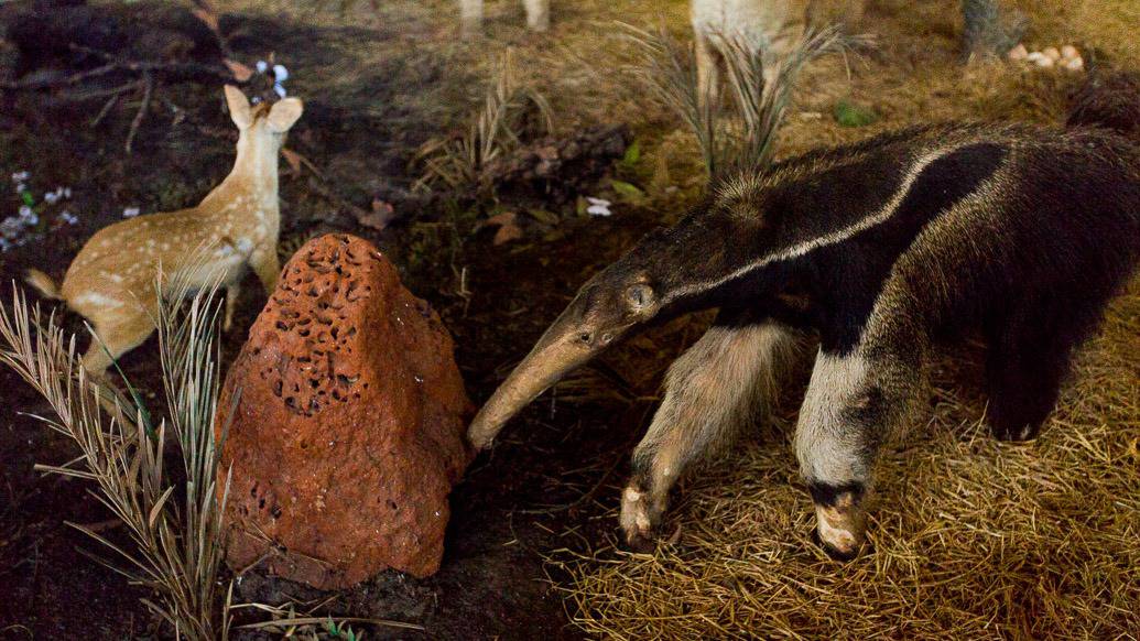 Museu de História Natural no Memorial do Cerrado em Goiânia