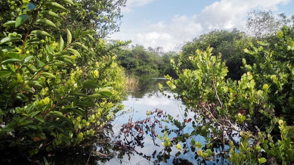 Everglades perto de Miami