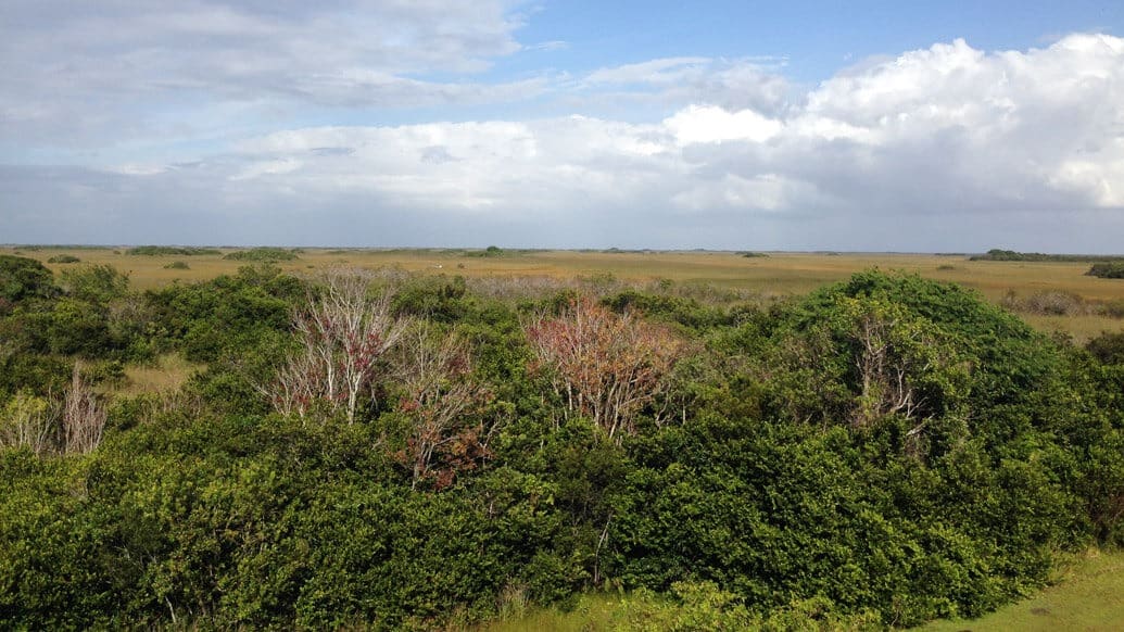 Everglades perto de Miami