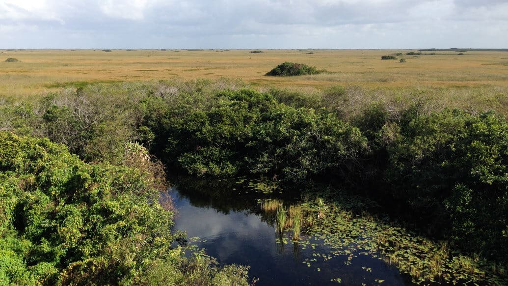 Everglades perto de Miami