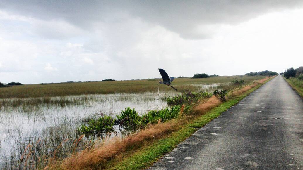 Everglades perto de Miami