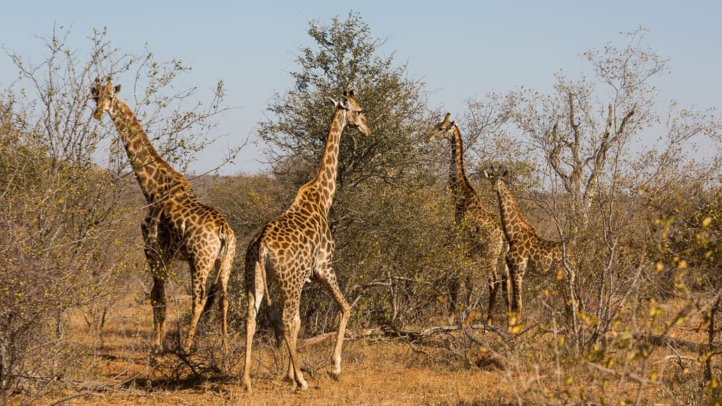 Roteiro de viagem de 10 dias na África do Sul