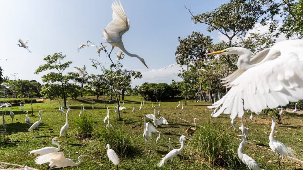 Mangal das Garças: passeio imperdível em Belém do Pará