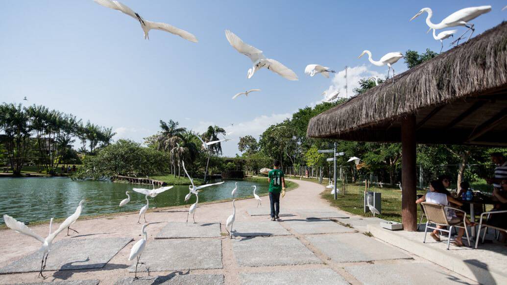 Alimentação das garcas no Mangal das Garças em Belém