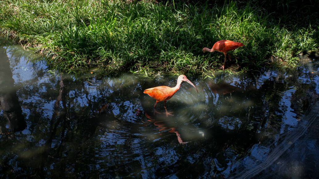 Mangal das Garças em Belém do Pará