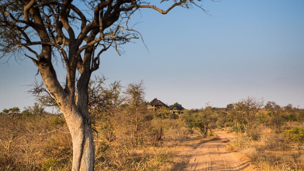 Dicas de fotografia para um safári na África do Sul