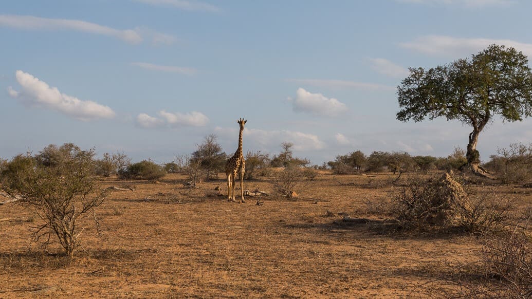 Makumu Private Game Lodge, experiência única na África do Sul