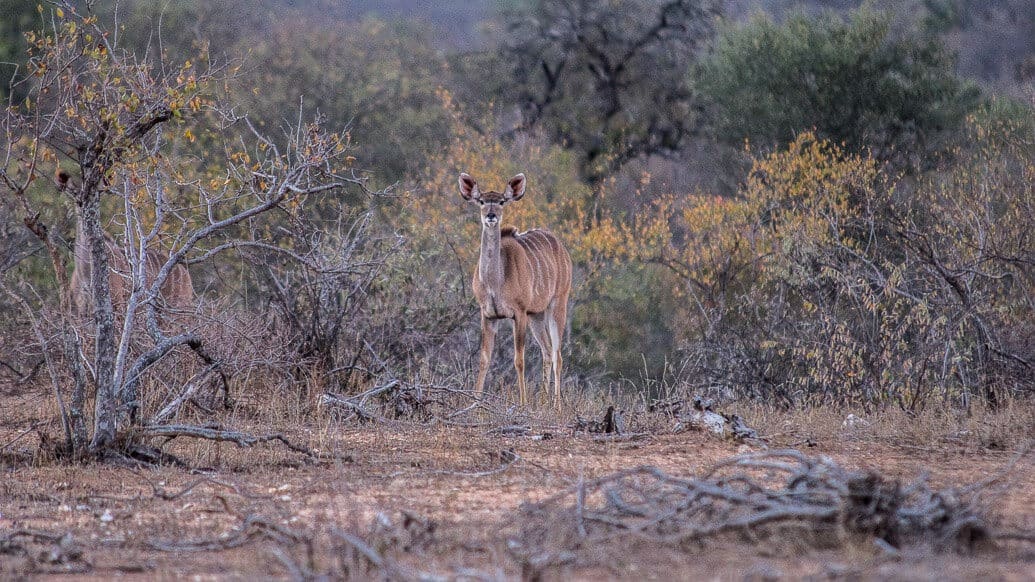 Makumu Private Game Lodge, na África do Sul