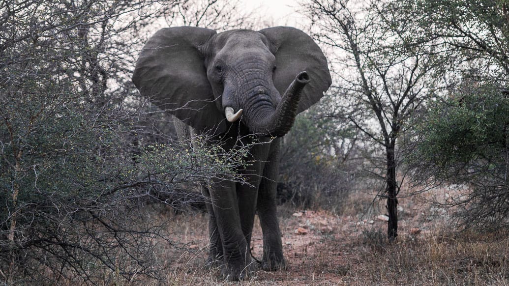 Dicas de fotografia para um safári na África do Sul