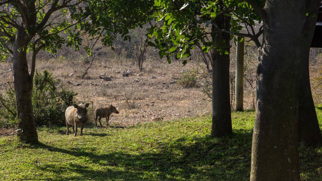 Makumu Private Game Lodge, experiência única na África do Sul