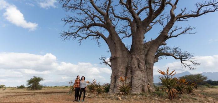 Baobá na África do Sul blog de viagem
