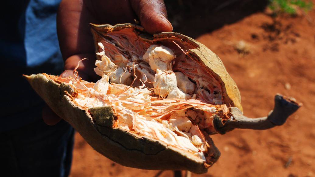 Baobá na África do Sul