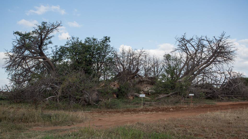 Baobá na África do Sul