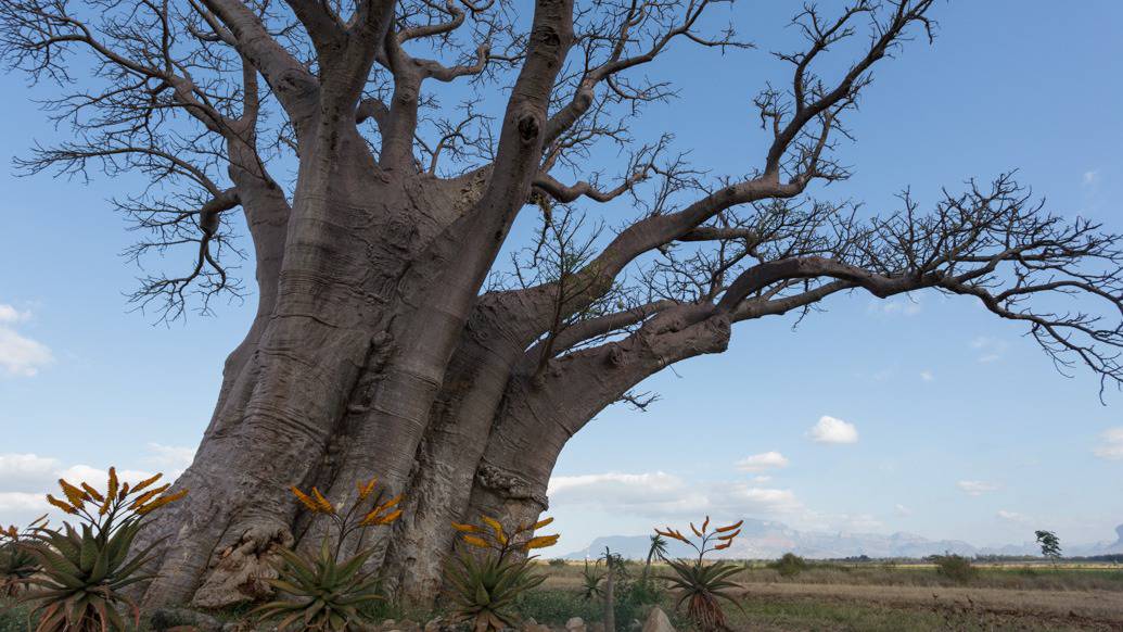 Baobá na África do Sul