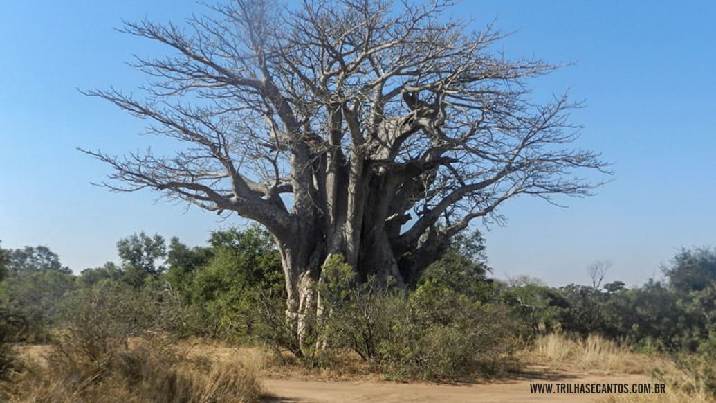 Baobá na África do Sul