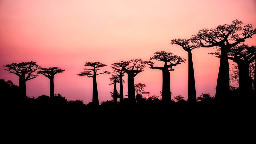 Baobá na África do Sul